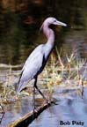 Egret-Reddish