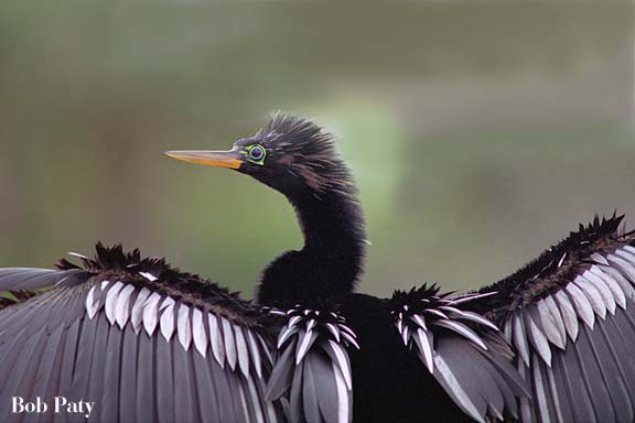 Anhinga