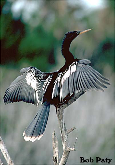 Anhinga2