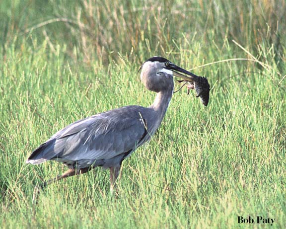 Gt.BlueHeron-WoodRat