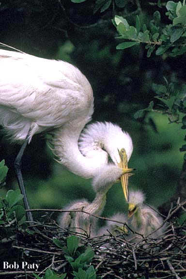 Gt.EgretFeedingChicks