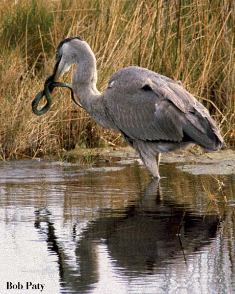 GtBlueHeron-Snake