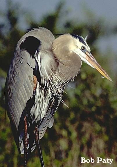 GtBlueHeron