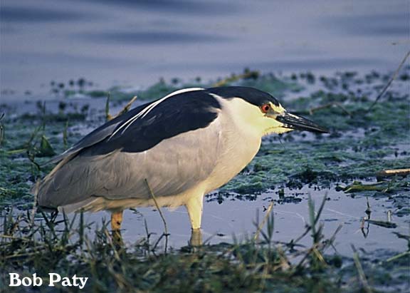 Heron-BlackCrownNight