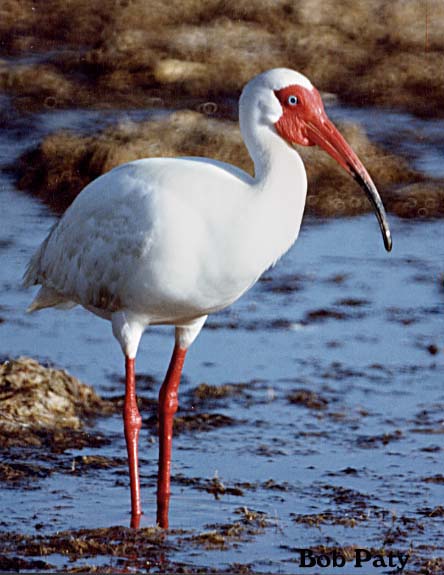 Ibis-White