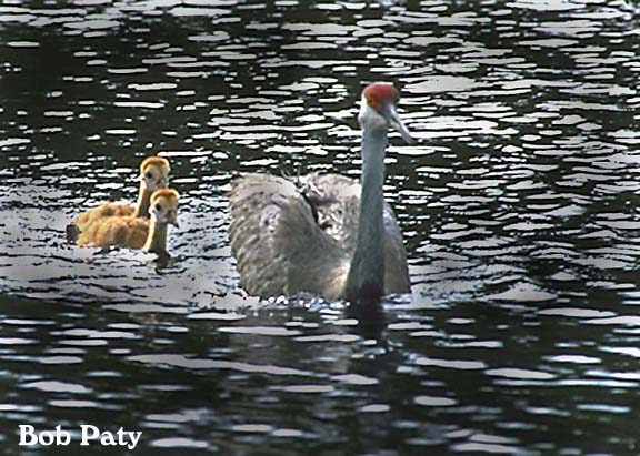 SandhillCrane-Chicks