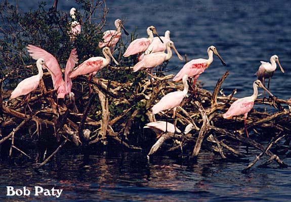 SpoonbillRookery