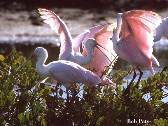Spoonbills