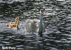 SandhillCrane-Chicks