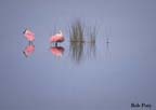 Spoonbills-Reeds