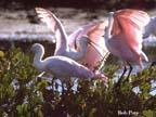 Spoonbills