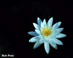 WaterLily