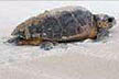 Sea Turtle watches in late spring.