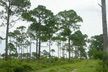 Explore the pine flatwoods ecosystem
