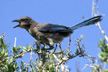 Find the endemic Florida Scrub-Jay here- probably